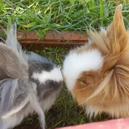 Alojamento de Acomodação e Pequeno-almoço Castle Free Wellness And Saunapark Nyíregyháza