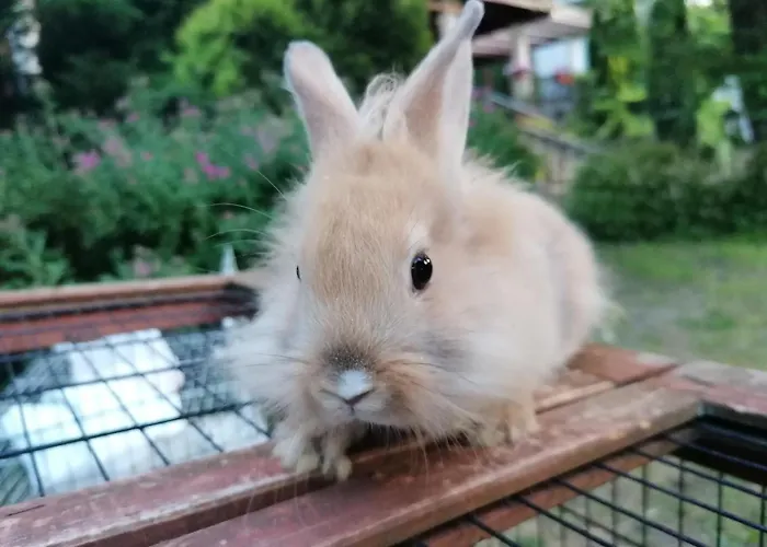 Alojamento de Acomodação e Pequeno-almoço Castle Free Wellness And Saunapark 3*